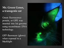 Genetic Code & Life Hacks - Mr Green Genes the glow-in-the-dark cat