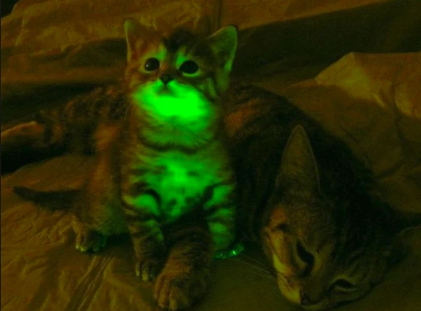 Genetic Code & Life Hacks - glow-in-the-dark cat